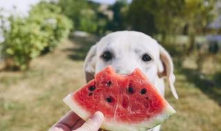 小泰迪可以吃水果吗 狗可以吃水果吗