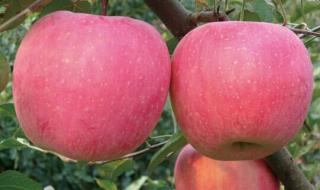 富士苹果哪个产地的最好吃